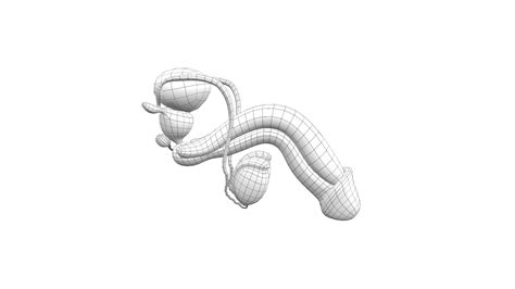 3d penis model|3D Male Systems .